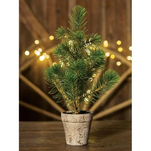 Potted Sierra Pine Tree