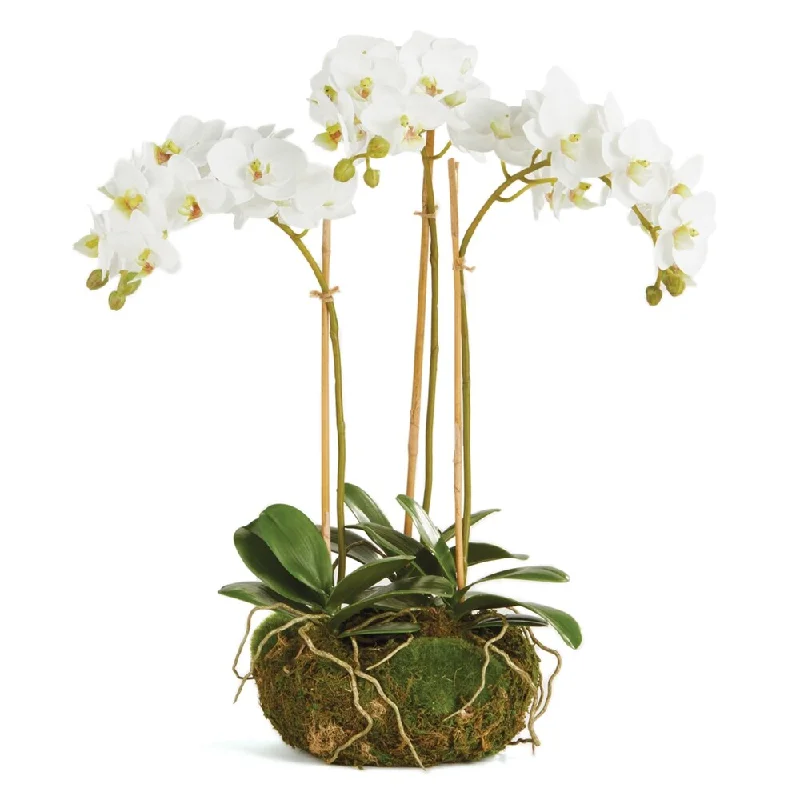 Phalaenopsis Orchid Mini Garden Drop-In 16" - White